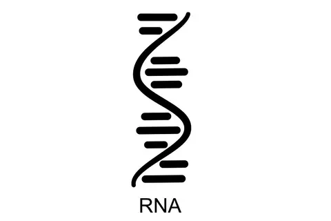rna_protein.jpg