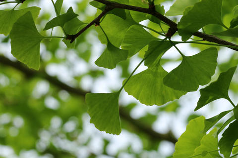 Ginkgo_biloba_egb