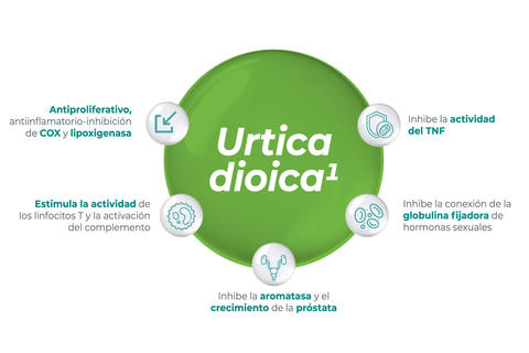 img-prosgutt-urtica_dioica