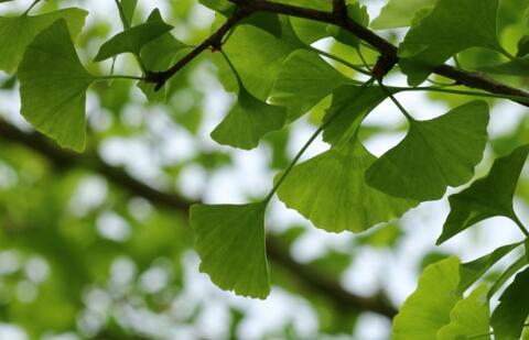 Ginkgo_biloba_egb