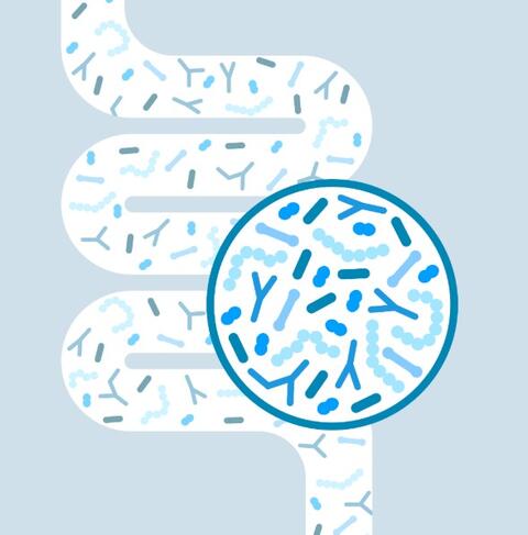 intestino_microbiota