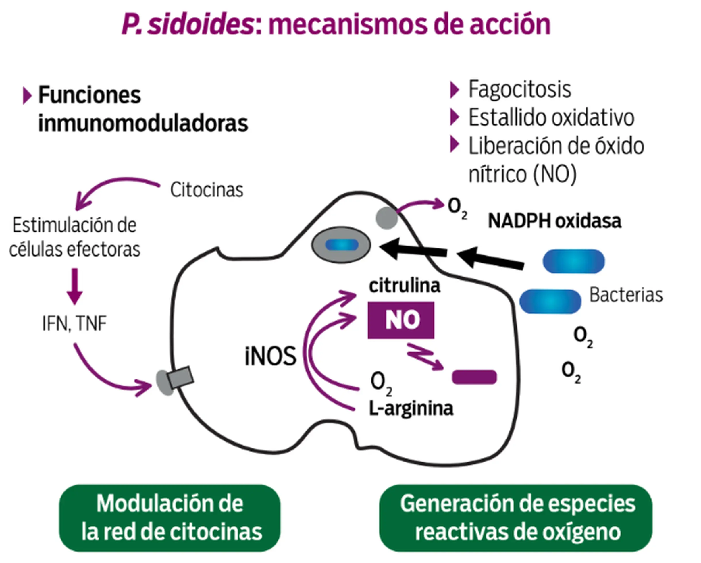 p_sidoides_mecanismos_de_accion