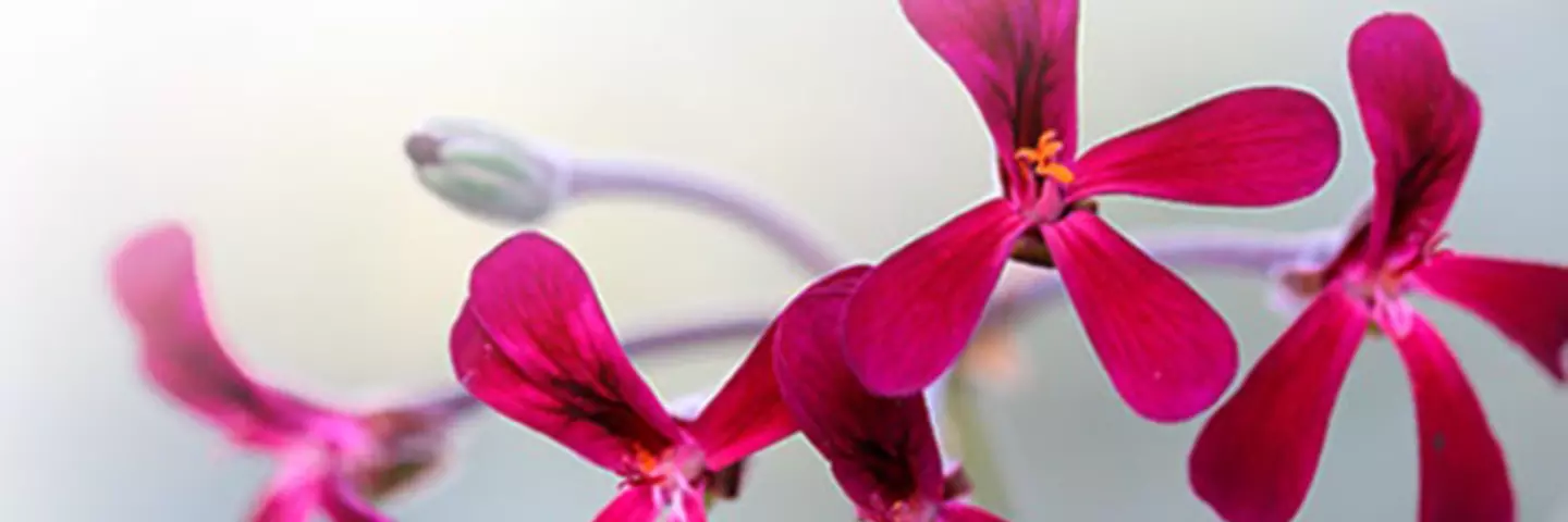 p._sidoides