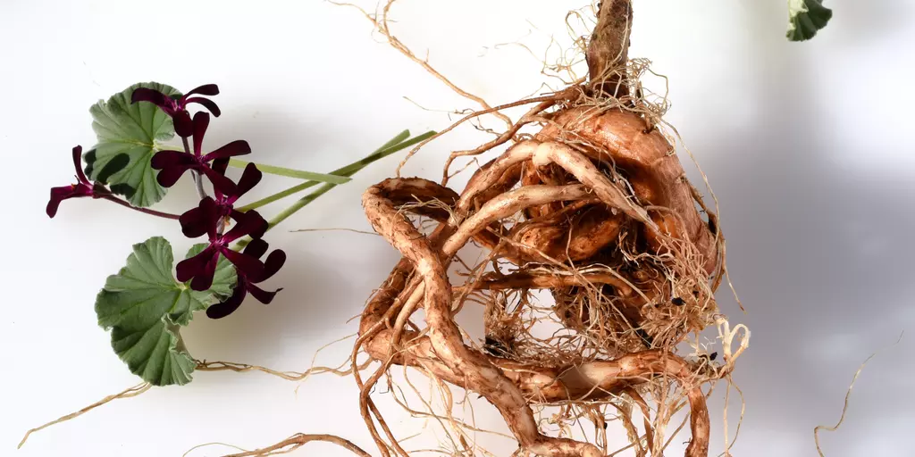 Raíz_de_Pelargonium_sidoides
