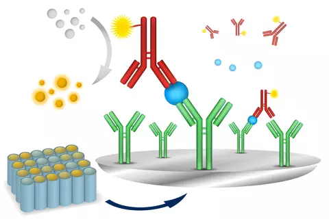 vector-elisa-immuno-assay.jpg