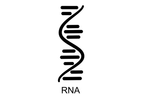 rna_protein.jpg