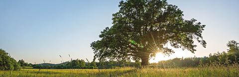 Arbol en medio del campo