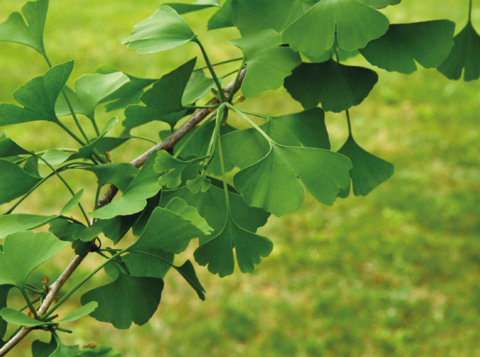 ginkgo_biloba1