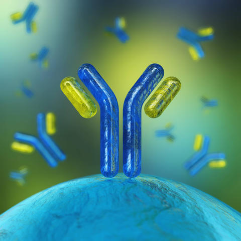 anticuerpos_inmunoglobulinas_proteína-en-forma-de-Y