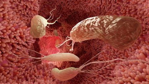 superficie_de_microvilli_del_sistema_digestivo