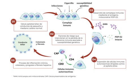 fisiopatologia_CBP_mujeres