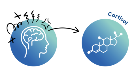 cortisol