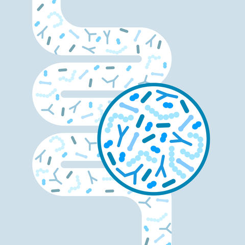 intestino_microbiota