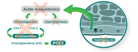 moa_antiinflamatoria_prosgutt