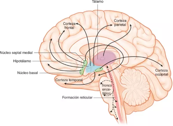 funciones_cognitivas